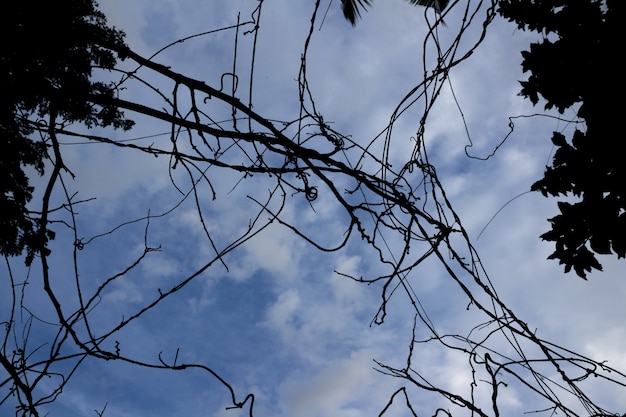 Rami secchi di albero con cielo blu sullo sfondo