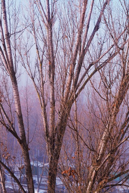 Rami spessi degli alberi di betulla in una foresta russa nell'orario invernale