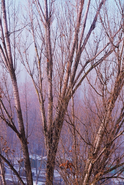 Rami spessi degli alberi di betulla in una foresta russa nell'orario invernale
