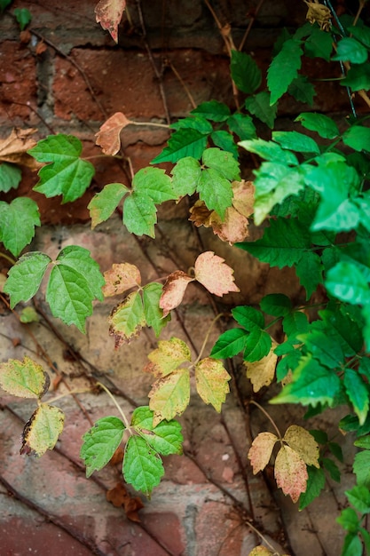 Rami verticali del telaio di una pianta verde rampicante su una vecchia idea del muro di mattoni per uno sfondo o uno sfondo