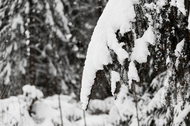 Ramo di albero nella neve