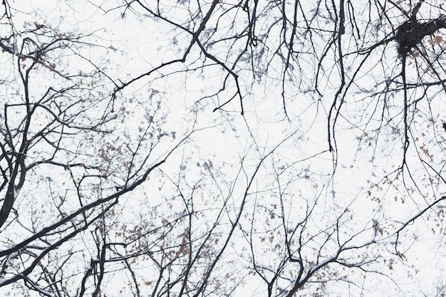 Ramo di albero nudo della siluetta di vista di angolo basso nel giorno di inverno