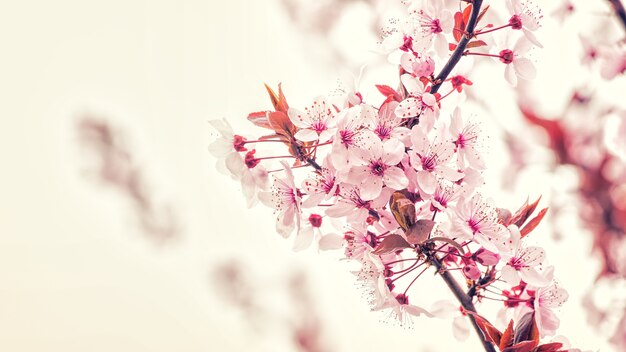 Ramo di fiori di ciliegio
