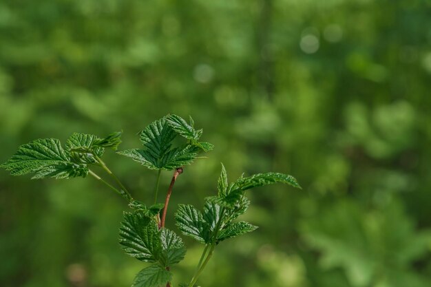 Ramo di ribes selvatico nel sottobosco della foresta settentrionale verde sfondo naturale o banner tempo primaverile in Carelia Primo piano del fuoco selettivo