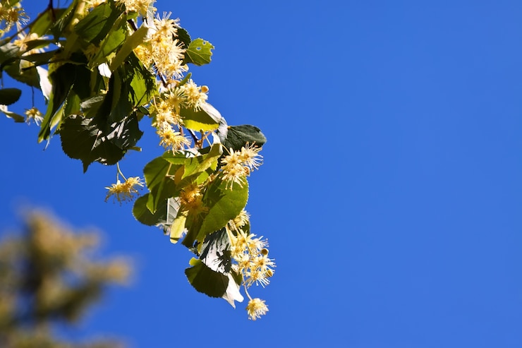 Foto gratuito ramo di tiglio in fiore