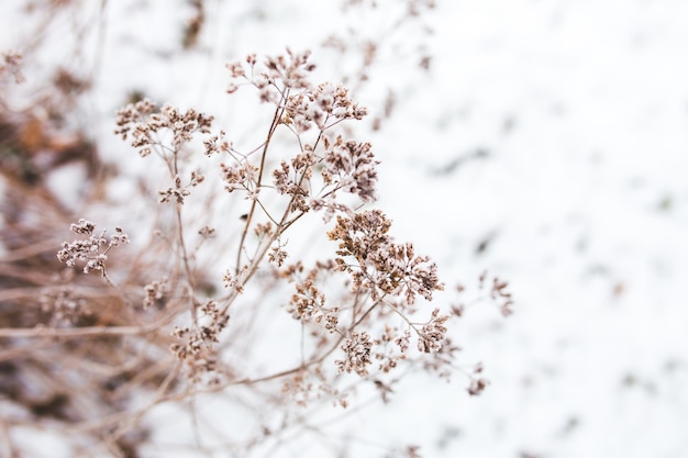 Ramo di un albero con sfondo neve