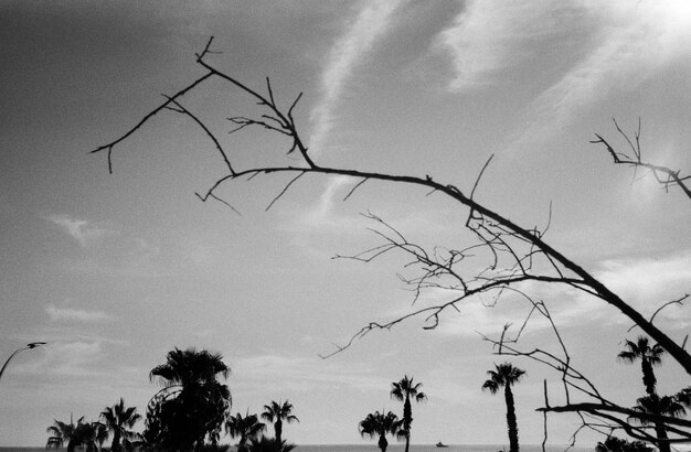 ramo di un albero