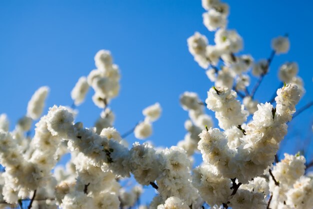 ramo in primavera contro il cielo