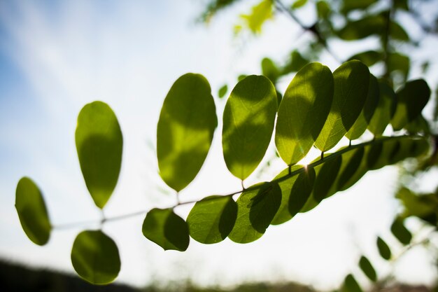 Ramo verde in una bella giornata fuori