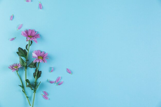 Ramoscelli di fiori di camomilla rosa su sfondo blu