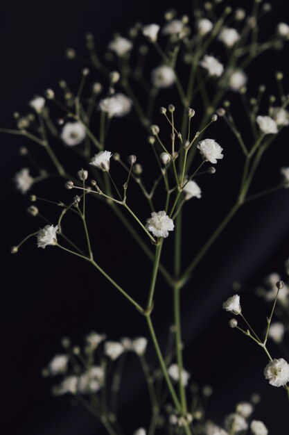 Ramoscello di fiori freschi bianchi