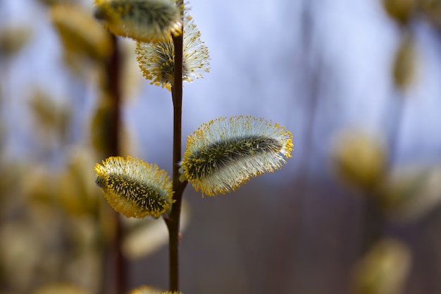 ramoscello di salice di primavera con boccioli