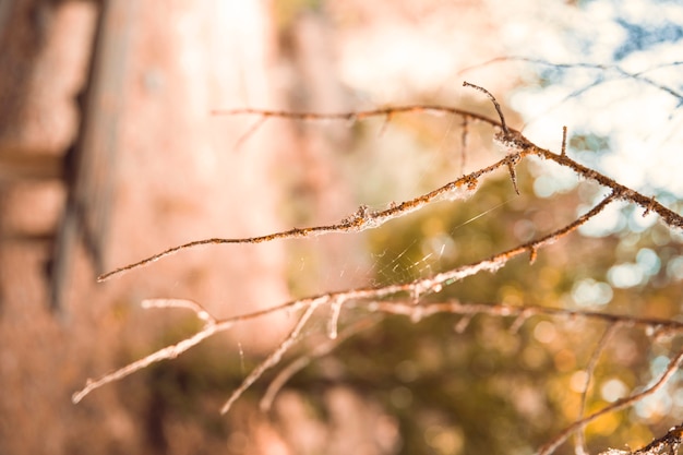 Ramoscello senza foglie nella foresta