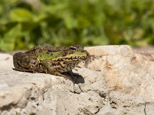 Rana comune su una roccia