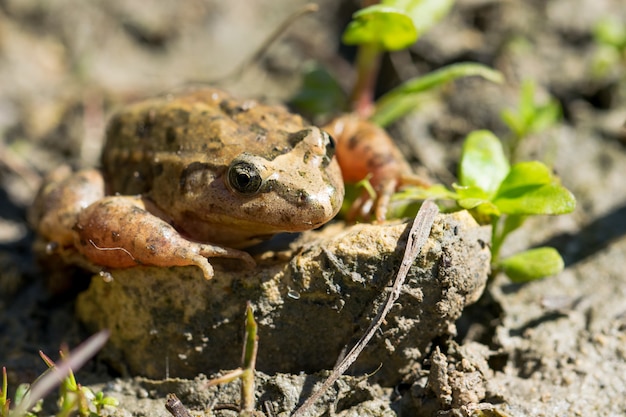 Rana dipinta mediterranea che riposa in fango ed acqua