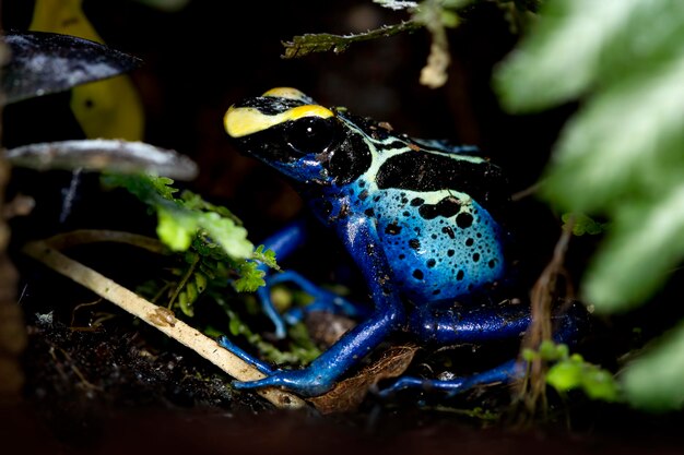 Rana freccia velenosa blu e gialla Suriname Cobalto Dendrobates tinctorius