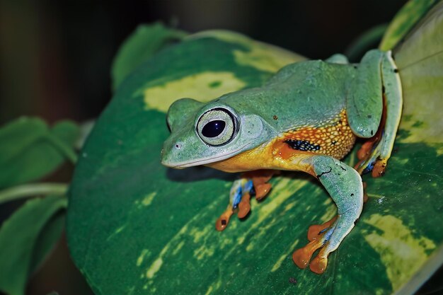 Rana volante sul ramo bella raganella sulle foglie verdi rachophorus reinwardtii Raganella di Giava