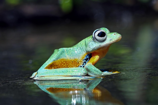 Rana volante sulla riflessione rachophorus reinwardtii Raganella di Giava