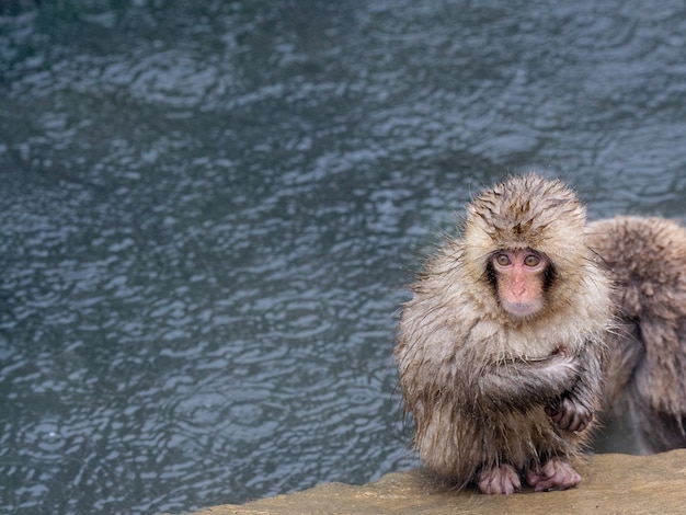 Rannicchia Macaque