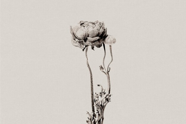 Ranunculus in scala di grigi con media remixata con effetto risograph