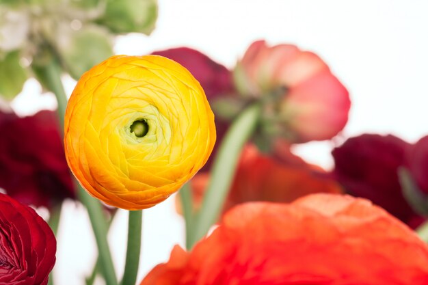 Ranunkulyus bouquet di fiori rossi