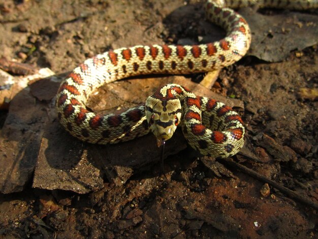 Ratsnake europeo pericoloso durante il giorno a Malta