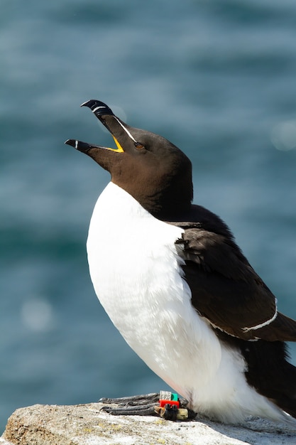 Razorbill canta mentre è appollaiato su una roccia vicino all'isola di May