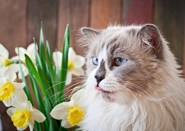 Razza di gatto Ragdoll e un vaso di narciso