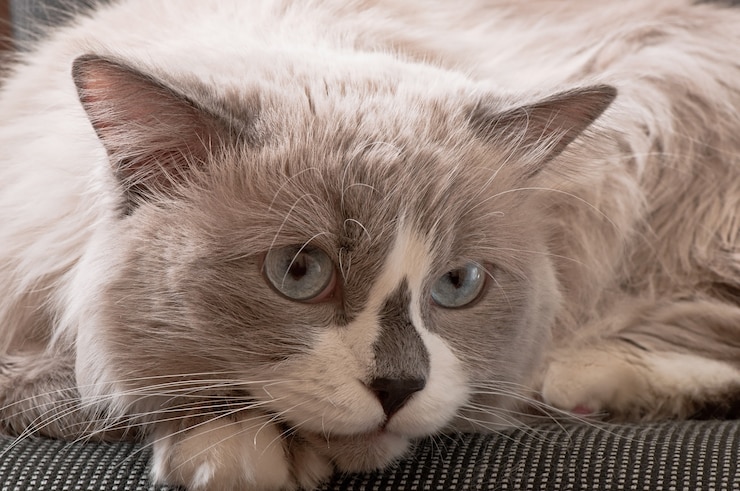 Foto gratuito razza ragdoll di close-up faccia di gatto