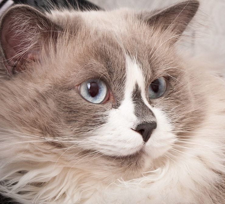 Foto gratuito razza ragdoll di close-up faccia di gatto