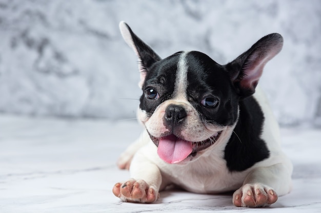 Razze di cani Bulldog francese bianco a pois nero su marmo.