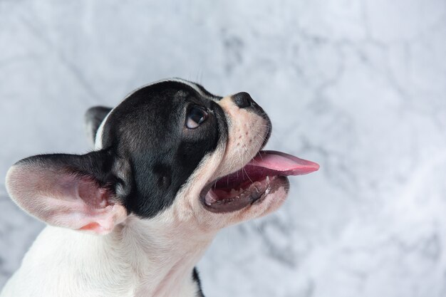 Razze di cani Bulldog francese bianco a pois nero su marmo.