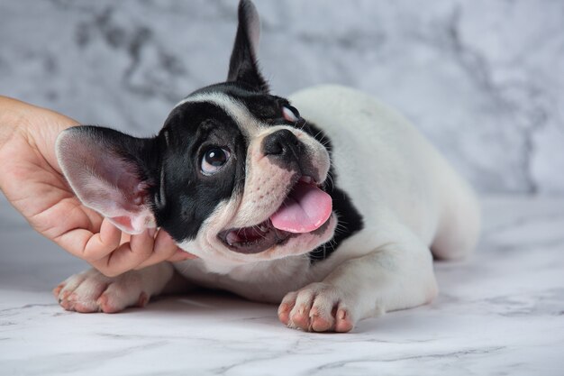 Razze di cani Bulldog francese bianco a pois nero su marmo.