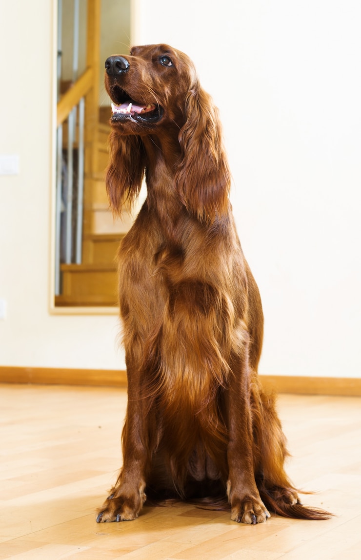 Foto gratuito red setter a casa