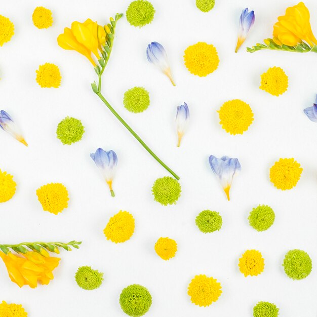 Reticolo di fiore su sfondo bianco