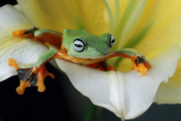 rhacophorus reinwartii primo piano sul fiore