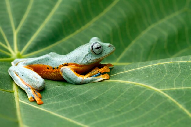 rhacophorus reinwartii su foglie verdi