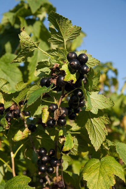 Ribes nero