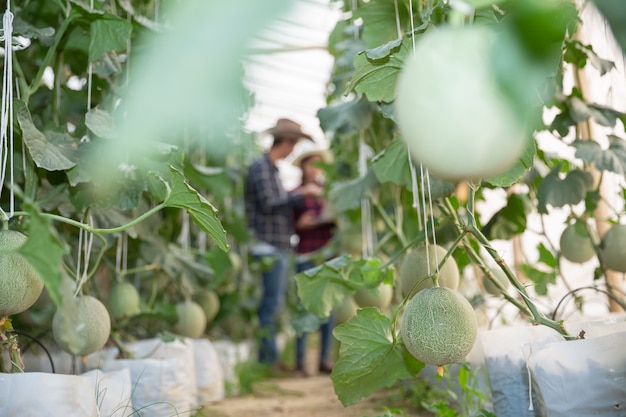 Ricercatore agricolo con il tablet ispeziona lentamente le piante.