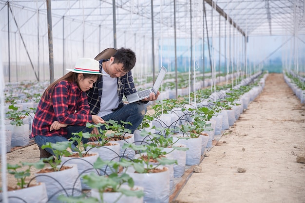 Ricercatore agricolo con il tablet ispeziona lentamente le piante.