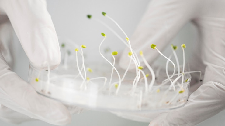 Foto gratuito ricercatore con capsula di petri nel laboratorio di biotecnologie