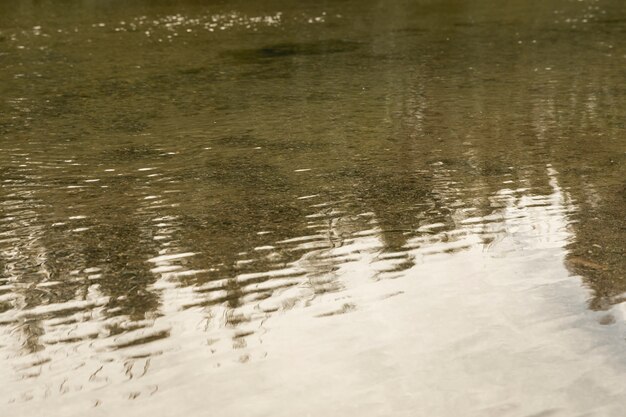 Riflessione sulla foresta sulla superficie del fiume