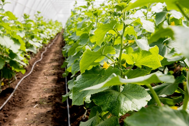 Righe della serra delle piante con i fiori