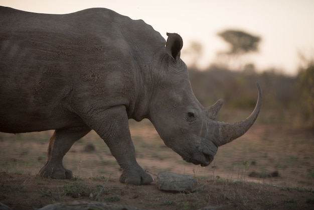 Rinoceronte africano che cammina sul campo con uno sfondo sfocato