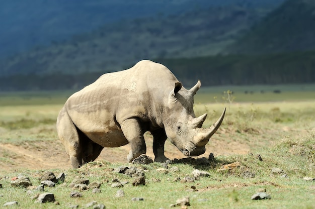 Rinoceronte bianco africano nella savana