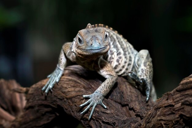 Rinoceronte iguana Cyclura cornuta sul ramo guarda il primo piano animale della fotocamera