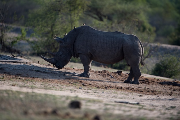 rinoceronte in piedi da solo a terra con uccellini sul dorso