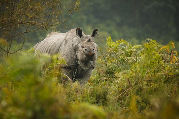 rinoceronte indiano in asia rinoceronte indiano o un unicorno di rinoceronte cornuto con erba verde