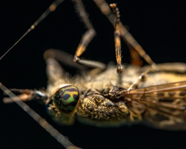 Ripresa a macroistruzione dei dettagli di un insetto davanti a uno sfondo nero