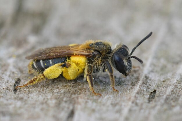 Ripresa a macroistruzione di un'ape mineraria dalla faccia larga femminile con polline giallo